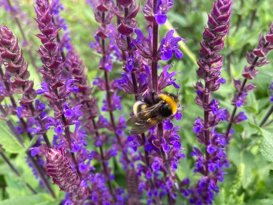 A white tailed bumblebee is halfway up a salvia flower stem. The salvia has multiple flower stems each with lots of little lilac flowers.