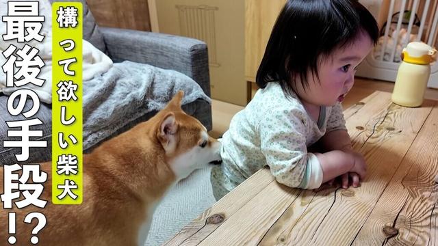 テレビに夢中な1歳児にかまって欲しい柴犬の行動が可愛すぎましたwww