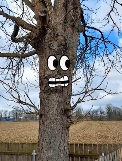 Auschnitt eines Kastanienbaums, im Hintergrund ein Acker. Auf den Baumstamm habe ich bewegliche Augen und einen Mund eingefügt, um den Baum zum Sprechen zu bringen. Empörter bis grimmiger Gesichtsausdruck.