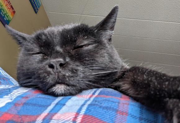 Close up of my black cat asleep on a blue plaid blanket on my knee