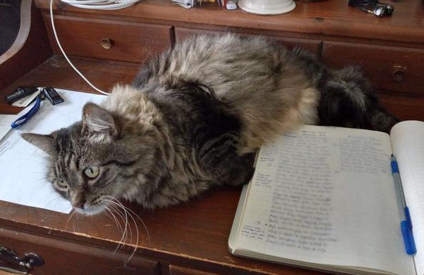 A brown and black tabby cat lounges on a brown-stained pine desk with white paper and an open lined composition book. The cat stares into the distance.