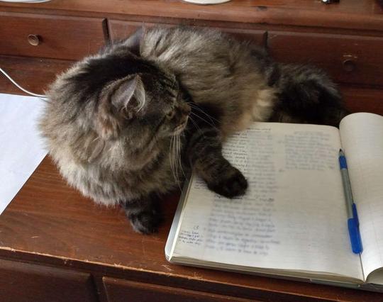 The same brown and black tabby cat lounging on brown-stained pine desk, now with one black paw on an opened lined composition book, covering up part of the writing. She looks across the book and desk.