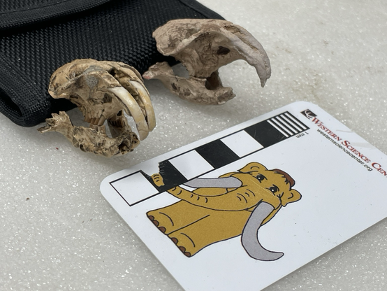 Original (left) and #3dprint (right) fossil pocket gopher skull from Riverside County CA.