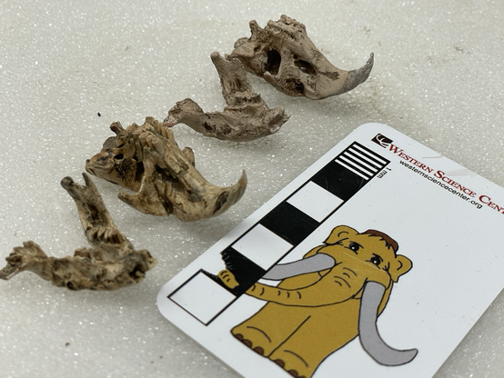 Original (left) and #3dprint (right) fossil pocket gopher skull from Riverside County CA.  The crania have been flipped over to reveal the teeth.