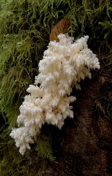 Coral Tooth Fungus growing on a mossy log. Close up photo.