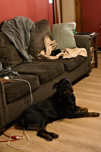 A Rottweiler dog lies on the floor with a quizzical expression on her face, what is going on here?  
A small rodent is in a similar pose, on a towel on the couch. Both the dog and rodent have mostly black fur.