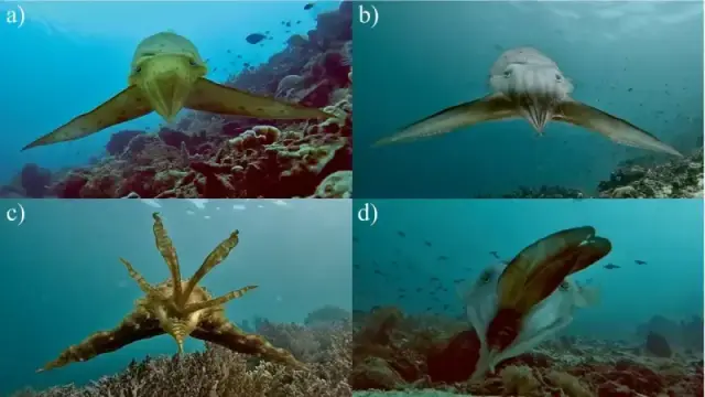 Underwater photos of cuttlefish in various positions