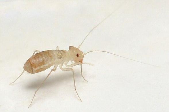 A photo of a bark louse viewed from the side against a white background.