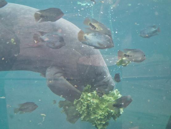 Alt text by Bing:
**Alt Text:** The image captures an underwater scene at Burger's Zoo Mangrove featuring a manatee peacefully munching on a large bunch of leafy greens. The manatee, with its robust body and gentle demeanor, is surrounded by an assortment of fish, each varying in size and color. The water is crystal clear, providing an unobstructed view of the manatee's body and its surrounding environment. The manatee's head is partly hidden by the leafy greens it is devouring, emphasizing its natural behavior in its habitat. The fish appear to be swimming leisurely around the manatee, highlighting the harmonious interaction between different aquatic species in this vibrant ecosystem. The image beautifully showcases the serene and interconnected underwater world at Burger's Zoo Mangrove.