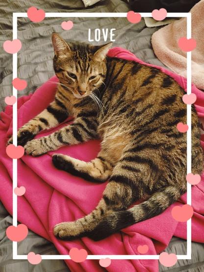 A brown tabby cat looks very groggy while laying on a hot pink hoodie. The image is decorated with hearts and the word "love"
