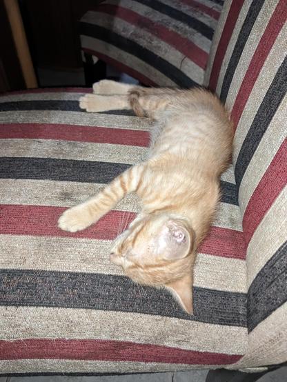 Un gatito de color naranja está acostado sobre un sillón con un diseño de rayas horizontales en tonos rojo, negro y beige. El gatito parece estar durmiendo cómodamente, con sus patas delanteras extendidas y su cabeza apoyada sobre el cojín del sillón.