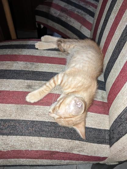 Un gatito de color naranja está acostado sobre un sillón con un diseño de rayas horizontales en tonos rojo, negro y beige. El gatito parece estar durmiendo cómodamente, con sus patas delanteras extendidas y su cabeza apoyada sobre el cojín del sillón.