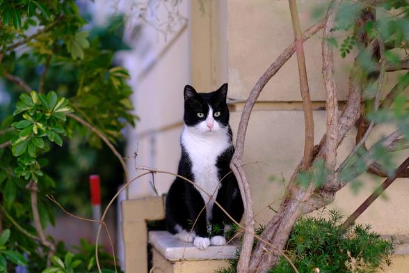 Photo of a black-and-white tuxedo cat, sitting on a low wall between green plants on the corner of an old house.