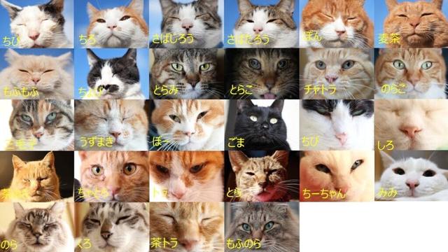 猫の日　28匹のねこお顔　250222