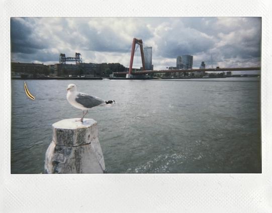 View of the skyline of Rotterdam with a few bridges in the background and the river Maas in the middle. In front is a white pole with a seagull on top.
