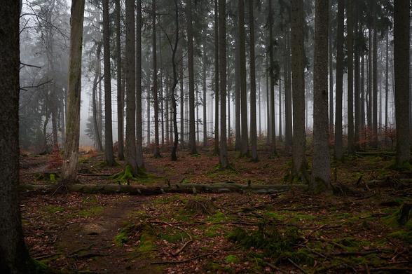 The photo shows a trail in a forest leading in an s-curve from the left front to the left middle. The trail is framed by spruce trees and the remains of an old dead spruce are lying across the trail. The ground of the forest is brown reddish from old leaves and needles with patches of vivid green from moss. Due to the mist you cannot see very far.