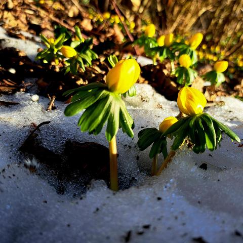 Gelbe Knospen vom Frühblüher schieben sich durch Schneereste in die Sonne
