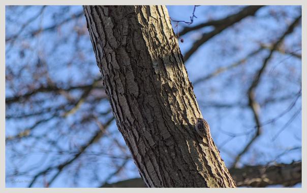 Ein kleiner Vogel sitzt auf dem Stamm eines Baumes, teilweise getarnt auf der Rinde. Im Hintergrund sind ein klarer blauer Himmel und Äste zu sehen, die eine heitere Szene im Freien schaffen.

A small bird is perched on the trunk of a tree, partially camouflaged against the bark. The background features a clear blue sky and branches, creating a serene outdoor scene.