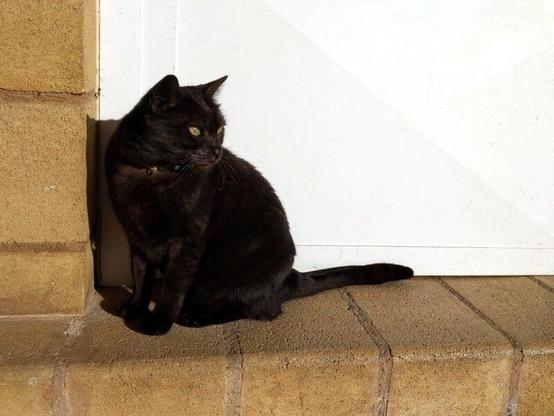 En la foto aparece un gato de color negro sentado en la esquina izquierda de una puerta de color blanco. Está contemplando la escena que tiene lugar a su izquierda. El encuadre es un plano corto, sin llegar a ser primer plano.