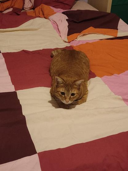 Orange cat on the duvet of my bed.