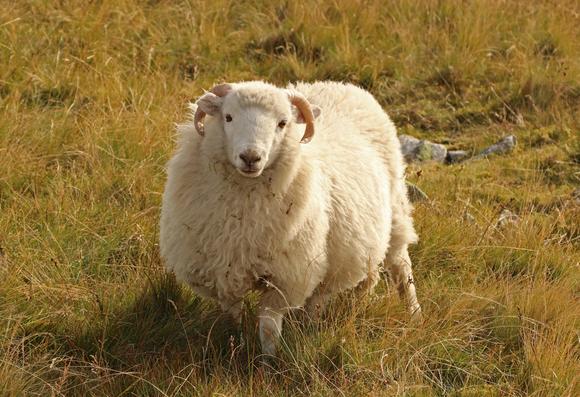 an almost pure white sheep on a grassy Welsh hillside, sporting a nice perm