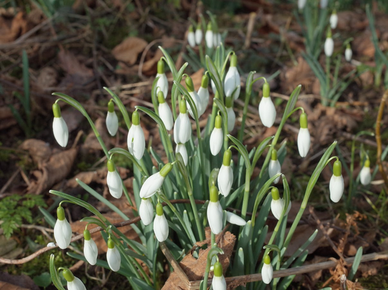 snowdrops