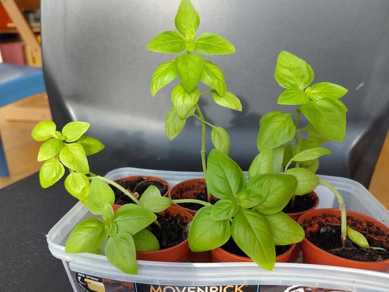 Photo of some young basil plants growing in little pots.