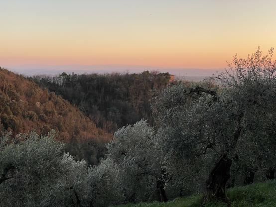 Photograph of the landscape from the birthplace of Leonardo da Vinci in Tuscany, Italy. Silver olive trees in the foreground and golden trees on slope to the left. Orange pink sunset in the background. Photo taken in February 2025 by Alex Roe.