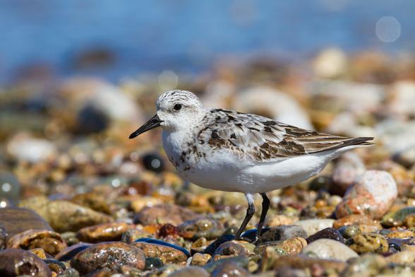 A sanderling stands on wet rocks sideways to the camera.
© Tom Goetz. All rights reserved. Training an AI on this image is expressly forbidden.