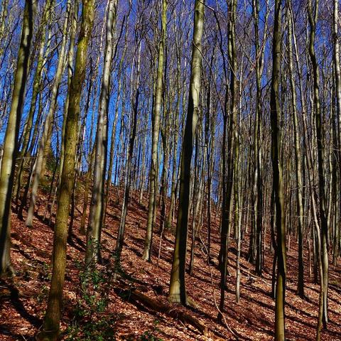 Das Foto zeigt einen dichten Wald mit vielen hohen, schlanken Bäumen ohne Blätter im Winter. Der Boden ist mit braunem Laub bedeckt. Durch die Bäume hindurch ist ein strahlend blauer Himmel zu sehen. Das Bild fängt die ruhige Atmosphäre eines winterlichen Waldabschnitts ein.