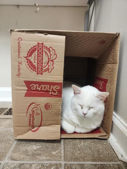 white cat reclining in a box that's open from the side. her bottom half is hidden behind a flap that hinges like a door. to the left outside the box is a heating vent in the floor.