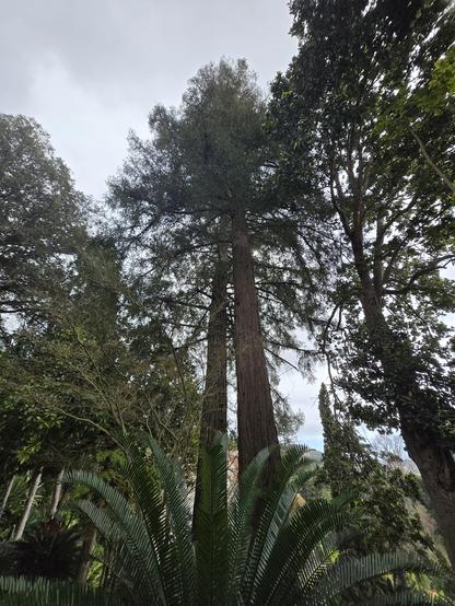 sequoias