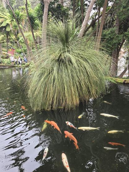 fish in a pond