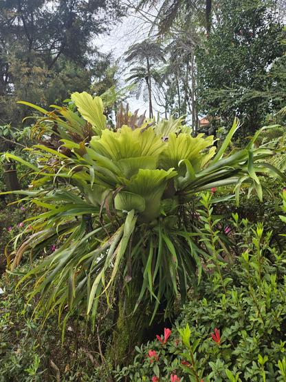 staghorn fern