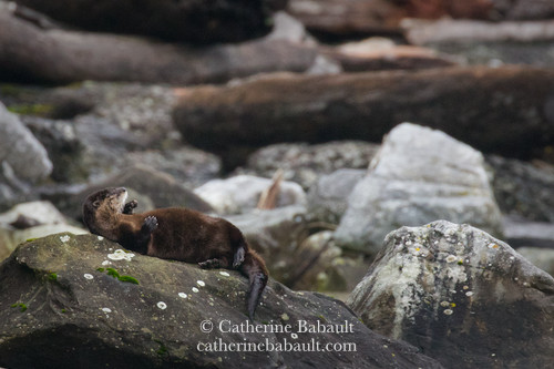 A healthy river otter rolling on its back on a boulder. There are boulders, some gravel and a big log on the shore.