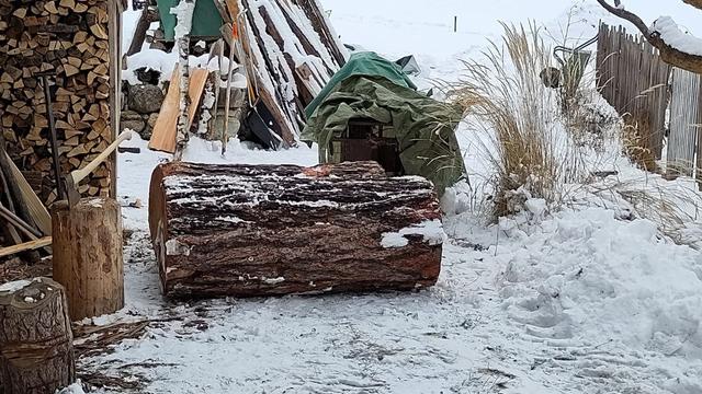 Two larch trunks for splitting shingles on snow. Firewood on the left side. Covered circular saw in background.