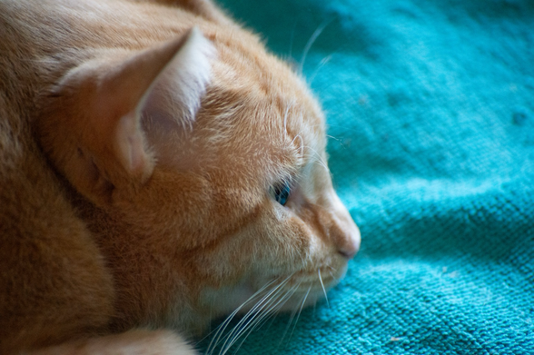 A tight close up of the head of a ginger cat in profile, she is lying on a turquoise blanket but her eyes are open and her ears forward and alert.
