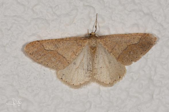 Grote voorjaarsspanner (Dotted Border - Agriopis marginaria)