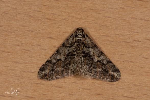 Kleine voorjaarsspanner (Spring Usher - Agriopis leucophaearia)