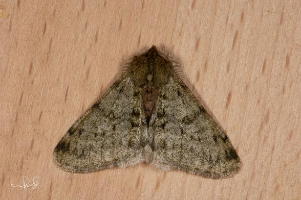 Perentak (Pale Brindled Beauty - Phigalia pilosaria)