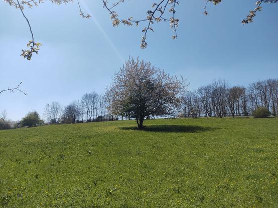 Das Bild zeigt eine idyllische Frühlingslandschaft mit einer grünen Wiese, die mit kleinen gelben Blüten übersät ist. In der Mitte steht ein blühender Baum mit zarten weißen Blüten, der einen schönen Kontrast zum strahlend blauen Himmel bildet. Im Hintergrund erstreckt sich eine Reihe von noch kahlen Bäumen, die vermutlich erst beginnen, Blätter auszutreiben. Ein hölzerner Zaun verläuft entlang des Hügels und verleiht der Szenerie eine ländliche Atmosphäre. Im Vordergrund ragen einige Zweige mit frischen Knospen ins Bild, was den Eindruck eines sonnigen Frühlingstags verstärkt.