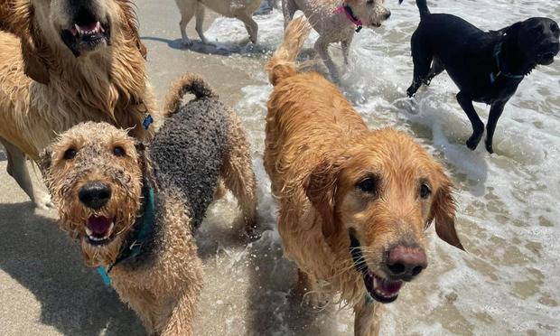 Varios perros en una imagen de archivo (Getty Images/RooM RF)