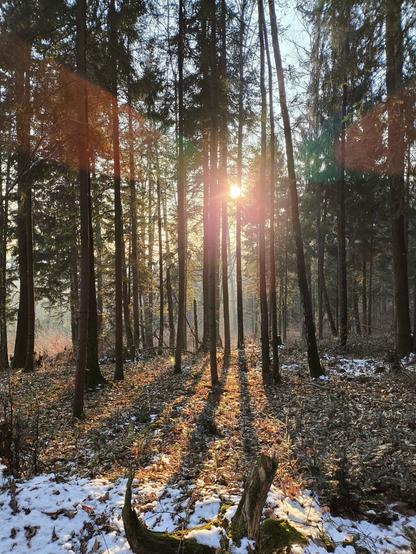 Ein Bild im Wald, mehrere Bäume, dazwischen schaut die Sonne durch. Am Boden viel Laub und etwas Schnee.