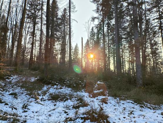Ein Bild im Wald, mehrere Bäume, dazwischen schaut die Sonne durch. Etwas Schnee am Boden.