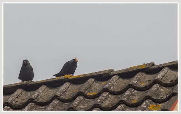 Zwei Dohlen sitzen auf einem dunklen strukturierten, moosbewachsenen Dach unter einem bewölkten einheitlich grauen Himmel. Die Dachlinie verläuft diagonal von links nach rechts ansteigend durch das Bild. Eine Dohle hat eine ganze Erdnuss mit Schale im Schnabel.

Two jackdaws sit on a dark, textured, moss-covered roof under a cloudy, uniformly gray sky. The roofline runs diagonally upwards through the picture from left to right. One jackdaw has a whole peanut with shell in its beak.