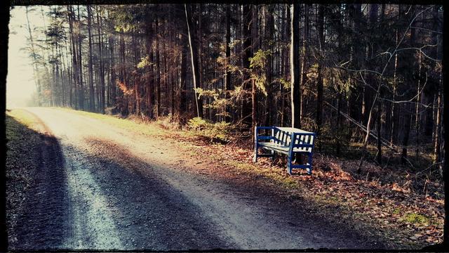 A blue bench sits alongside a gravel road. Sunlight filters through tress, casting a glow on the bench. The ground is covered with fallen leaves.