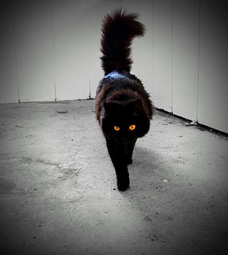A black cat with bright yellow eyes walks directly towards the camera on a concrete floor. Its tail is fluffy and held high, and the lighting is dramatic with a vignette effect.