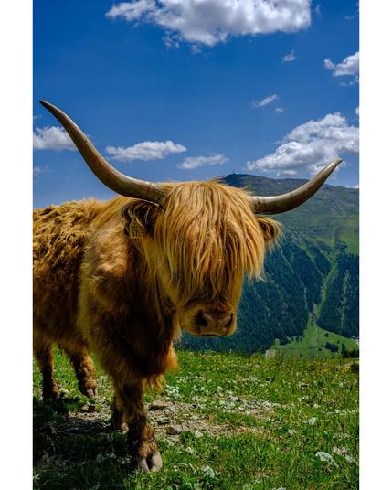 Close up of a brown Highland cow on the mountains in a sunny day