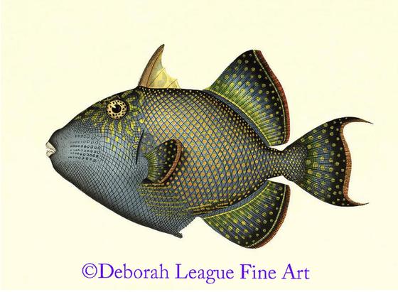 A vintage scientific illustration of a Triggerfish (Balistes Fuscus). The illustration is detailed, with intricate patterns on the fish's scales and fins. The body is covered in a mesh-like texture with a gradient of colors, including blue, green, and yellow. The fins are dark with bright yellow spots, and the head has unique markings, including a circular eye pattern. The background is light, off-white, giving it a classic, old scientific print aesthetic.

This vintage piece was created by Andrew Garrett (1823–1887). He was an American naturalist, malacologist, and ichthyologist known for his extensive work on Pacific marine life, particularly in Polynesia. Garrett’s work was published in various scientific journals and collections, including Fische der Südsee (Fishes of the South Seas).