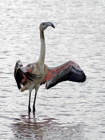 Un exemplar jove de flamenc rosat (Phoenicopterus roseus) una mica presumit.
A la foto es veu un flamenc jove amb les ales obertes.